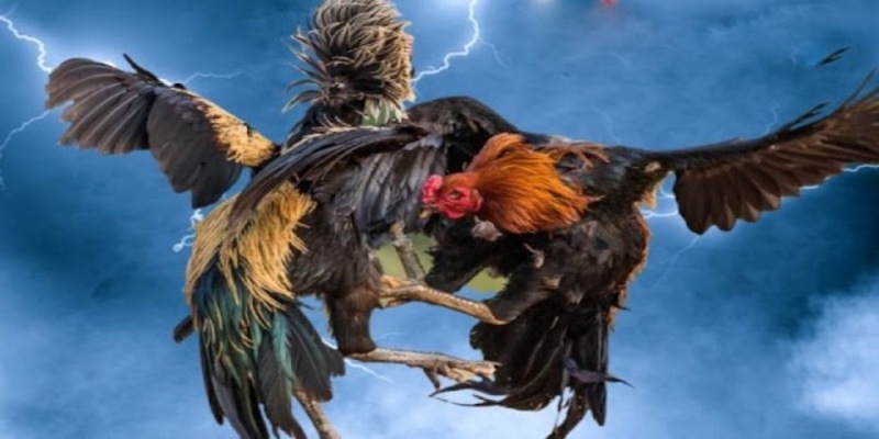 Hình ảnh minh họa một trận đá gà trực tuyến trên J88, người chơi theo dõi qua thiết bị di động